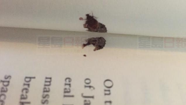 去多倫多圖書館借書 借回夾扁臭蟲