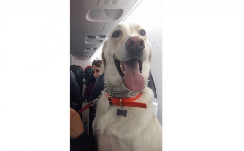 Suncor Energy飛機免費載主人寵物一同逃難