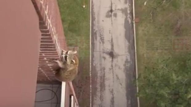 膽色驚人 浣熊從10樓陽台爬下逃走