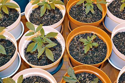 市面非法卖大麻曲奇 危害孩童健康