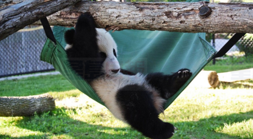 熊貓寶寶八個月了 開始喜歡吃竹子