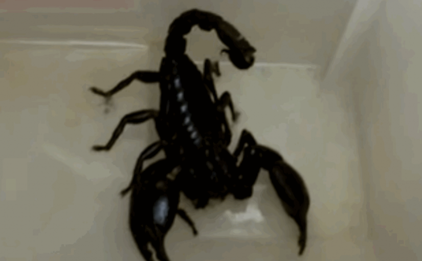 駭人！巨型黑色毒蝎驚現家中浴缸