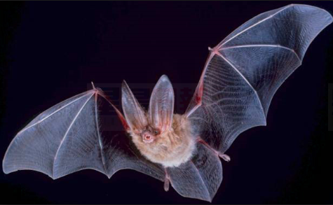 Oakville蝙蝠被查出有狂犬病