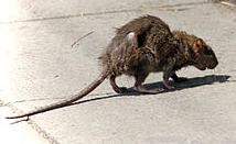 大多地區今年老鼠數量暴增