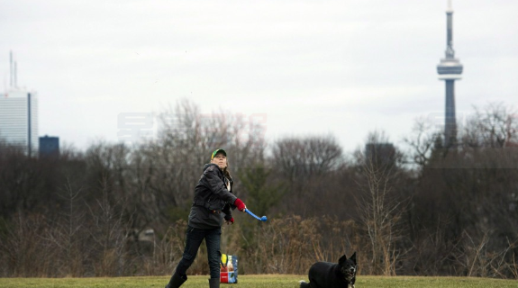 女孩被狗咬傷 市府欲修改法規令狗主人擔責
