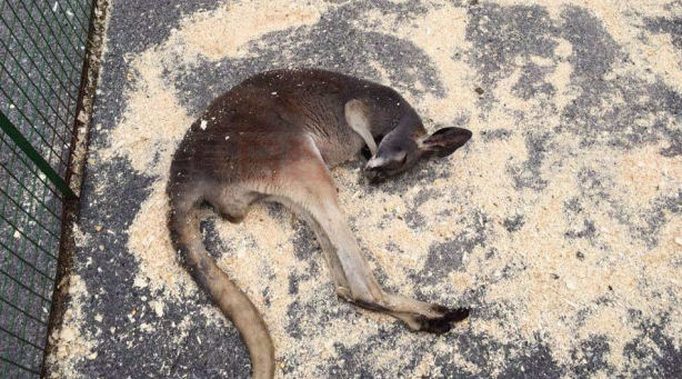 袋鼠太陽下暴曬 園方：很健康沒問題