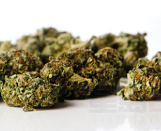 市政廳今天開會 討論怎樣給大麻店發執照