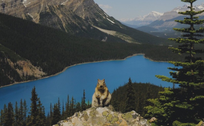 班夫營地驚險野狼 員工無奈射殺