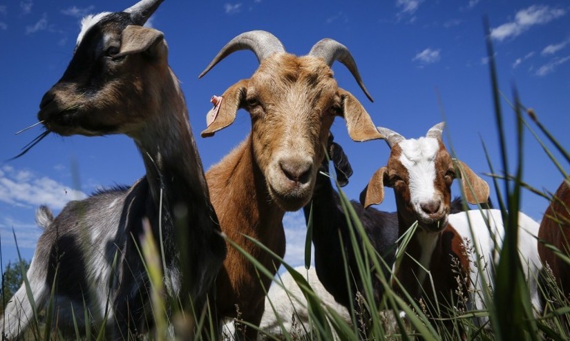 卡加利野草瘋長 市府用山羊來除草