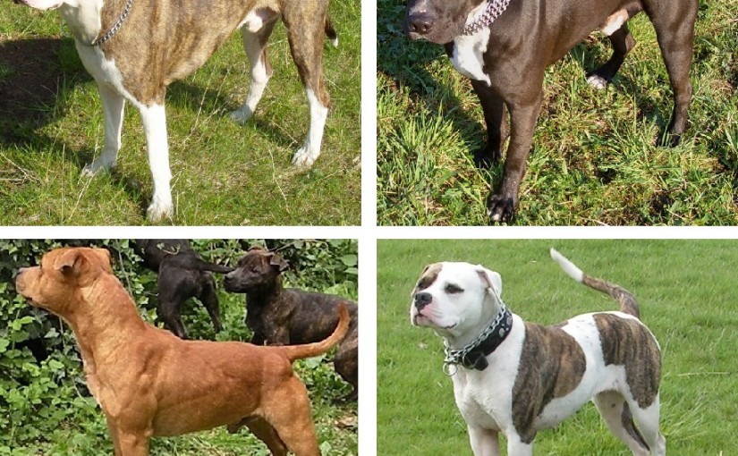 鬥牛犬傷人事件頻發 滿地可將禁部分狗種