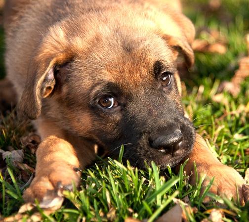 約克區寵物家庭喜訊 低價疫苗植晶片