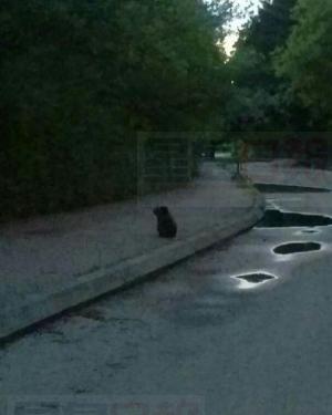 動物園逃犯現身 捉拿歸案指日可待