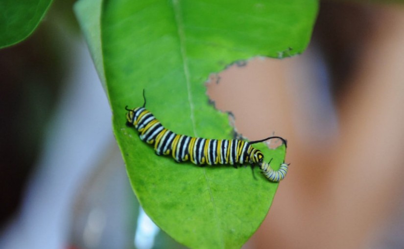 毛毛蟲入侵士嘉堡 驅蟲有什麼好計？