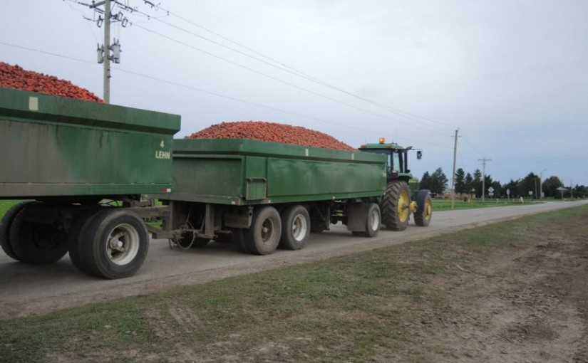 買墨西哥產番茄自稱加國培植 安省農場被重罰