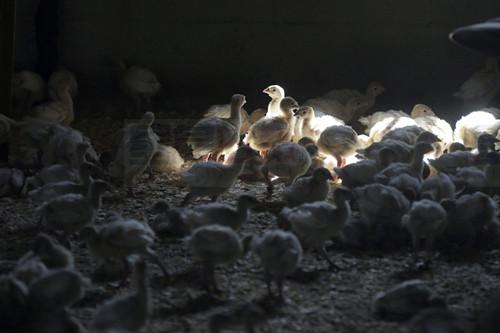 安省南部農場發現禽流感 隔離區已經設立