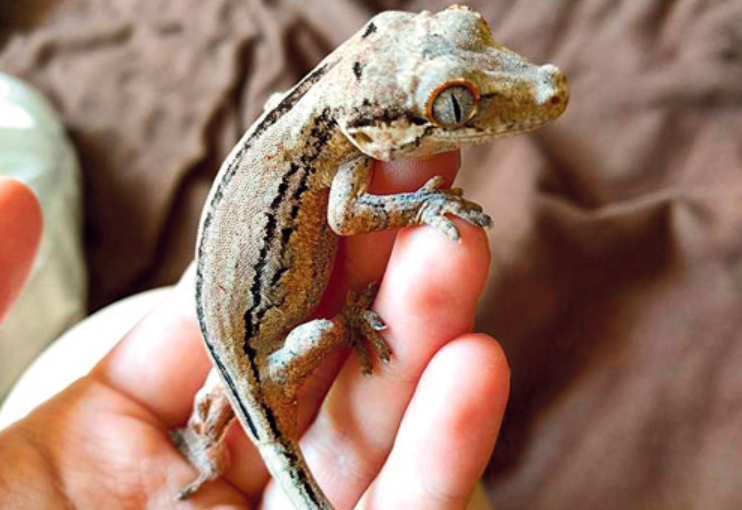 在西捷飛機上走丟的壁虎找回了！