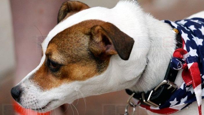 多市寵物狗失蹤 卻因天氣太冷不幸凍死