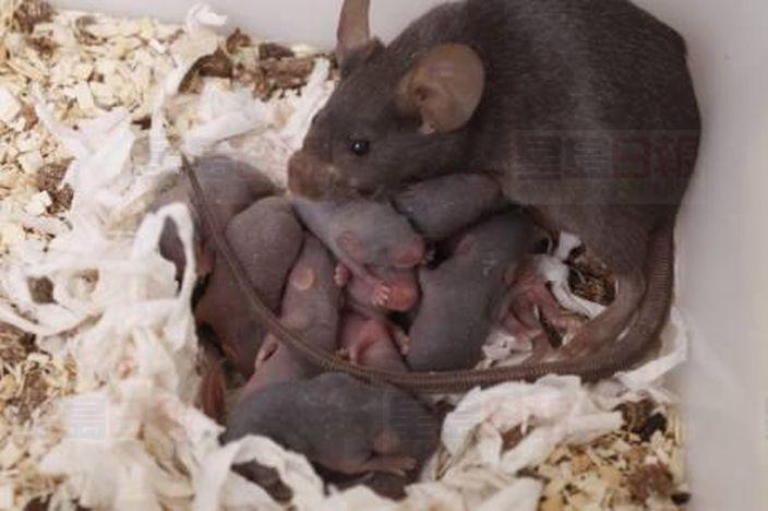 2億老鼠橫行英國 BB中招被咬傷