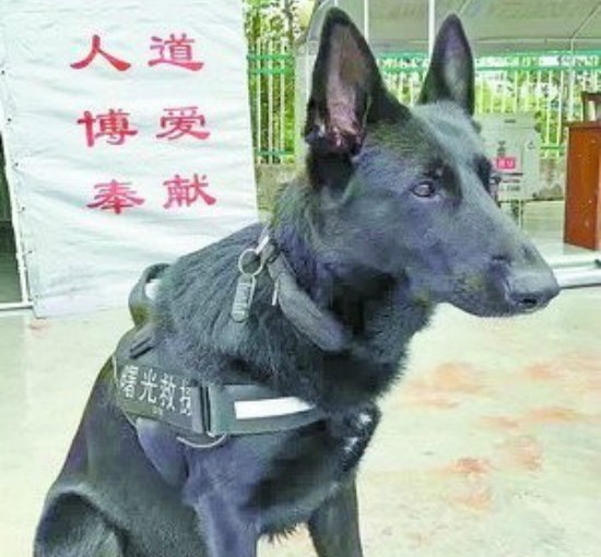 救災不斷做足22日 忠犬過勞殉職