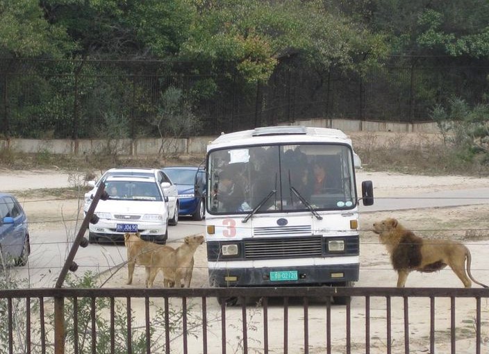 徑自下車被老虎咬死 北京動物園停業