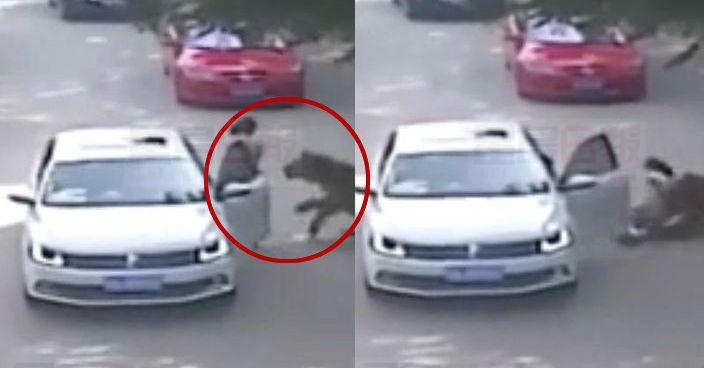 母女下車遇虎襲真相: 不知仍身處虎園區