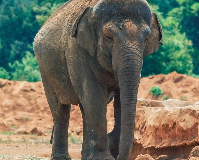 摩洛哥動物園大象扔石砸死7歲女童