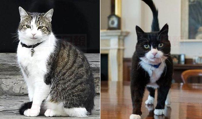 英首相府第一貓失威 「權鬥」不敵對手受傷