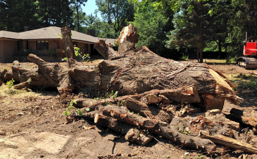 非法伐樹建民居 發展商面臨10萬罰款