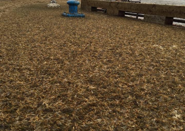 千萬鱼蛉入侵小鎮 只活一日尸體滿地