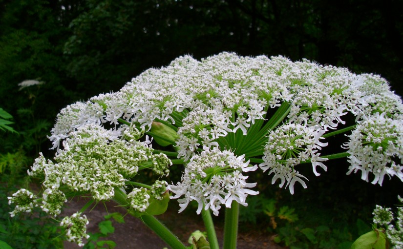 美麗的花都“帶刺” 碰到這植物會致三級燒傷