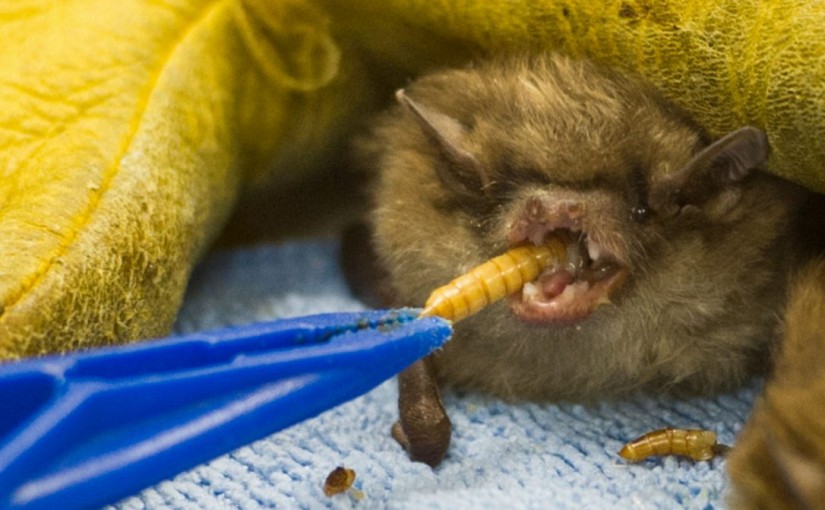 咸美頓帶狂犬病蝙蝠出沒 如何預防？