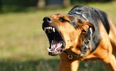 作死！安省男子不顧勸告逗狗 臉部被嚴重咬傷