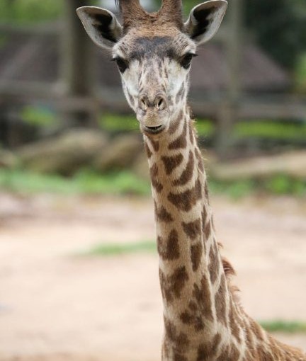 鞭老虎B彈射長頸鹿 動物園惡名遠揚