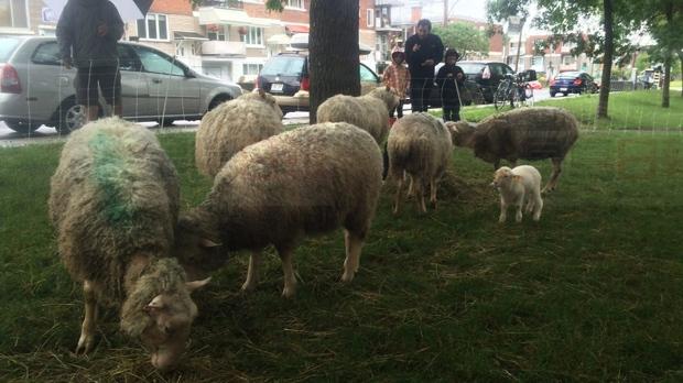 滿地可公園請了羊咩來除草