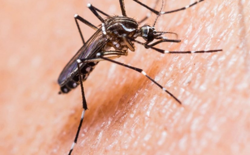 魁北克和美國聯手 人體測試寨卡疫苗