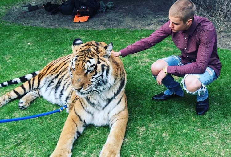 用男星名為受虐動物籌資 家族撇清關係