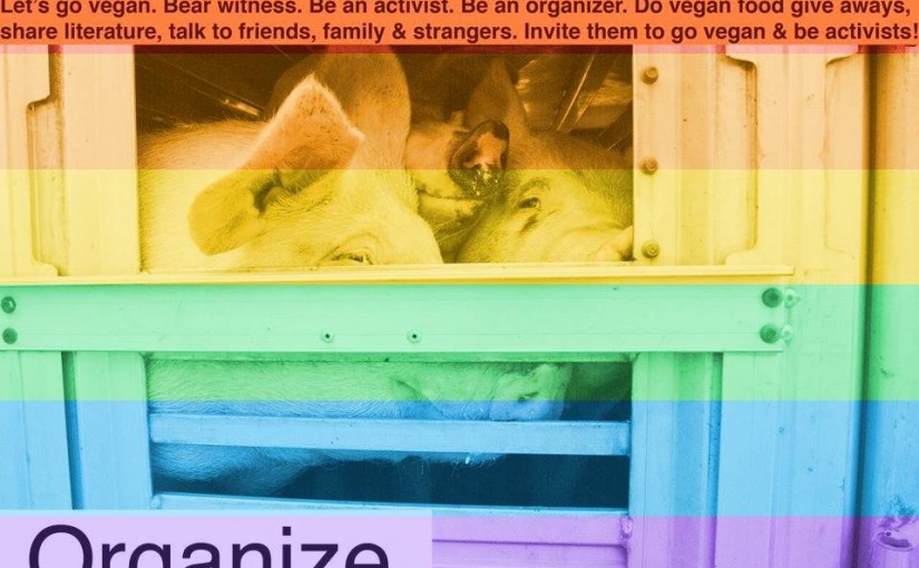 給即將屠宰豬餵水 多市女子今日開始受審