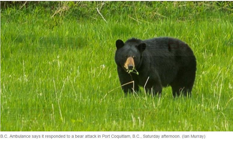 卑詩小女孩遭黑熊襲擊 傷情嚴重