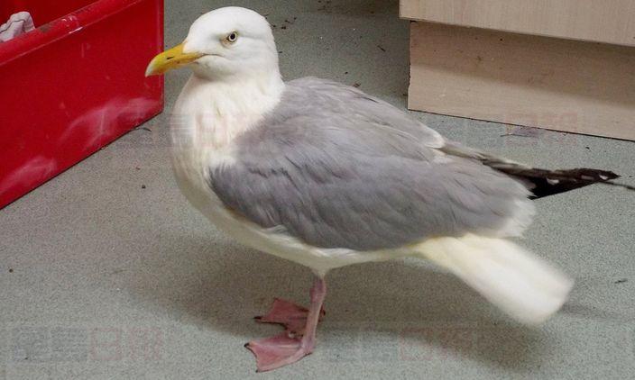 放任女兒活埋海鷗 海灘醉酒男子被判輕罪