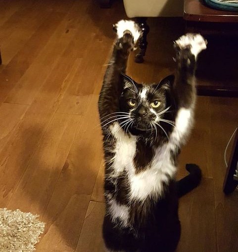 趣怪「投降貓」雙手舉過頭