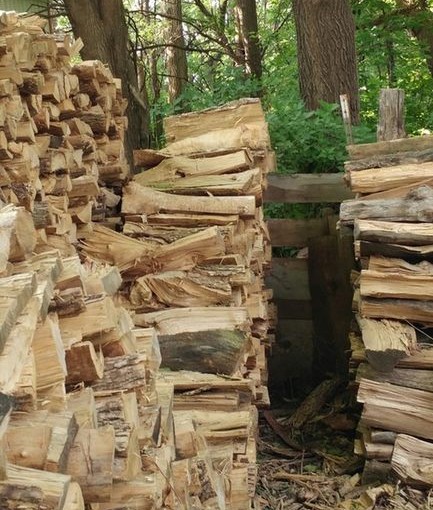 貓仔藏伐木堆 網民搵到幾乎盲眼