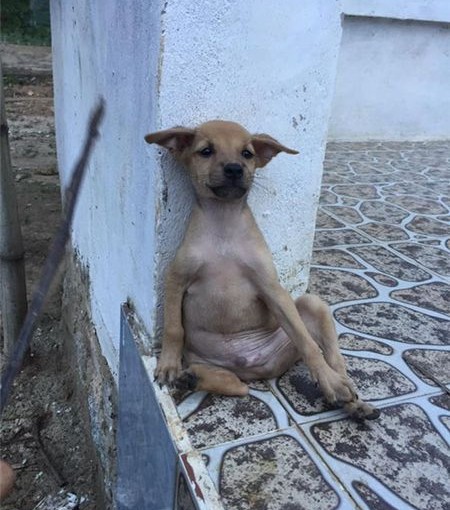 越南「打坐」狗BB紅爆網