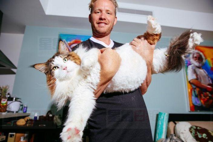 紐約緬因喵重28磅 或是世界上最大只貓