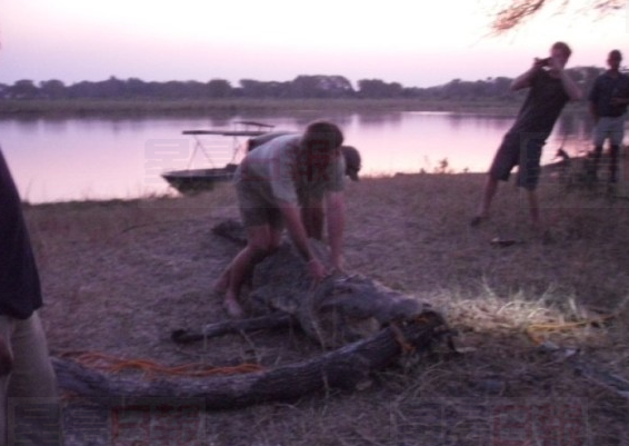 英國哈裡王子徒手救鱷魚 取它口中鐵鉤