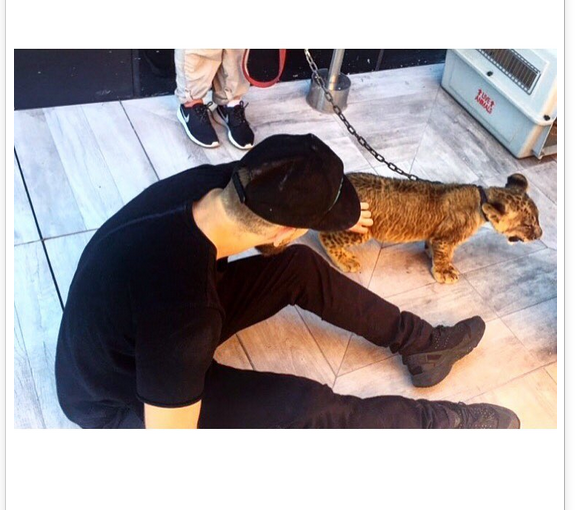 多市餐廳圈養獅子吸客 驚動動物收養所