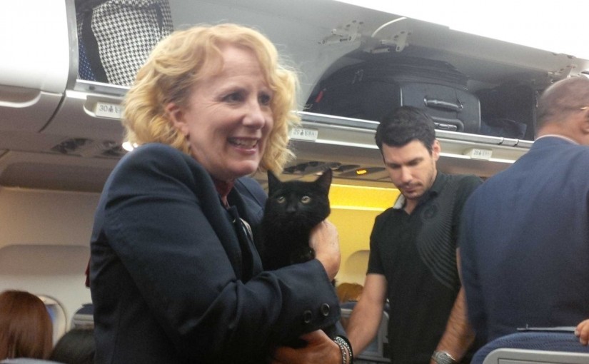 貓咪機上走失 嚇得貓奴逐個人問