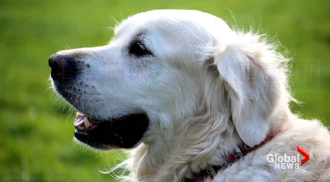 最新研究發現狗能明白人類說話