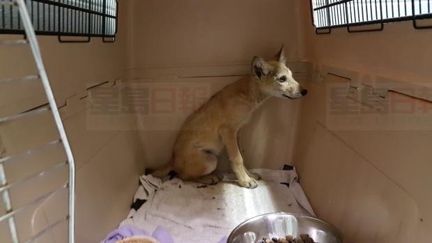 士嘉堡帶病土狼 和狼崽一起養病情況穩定