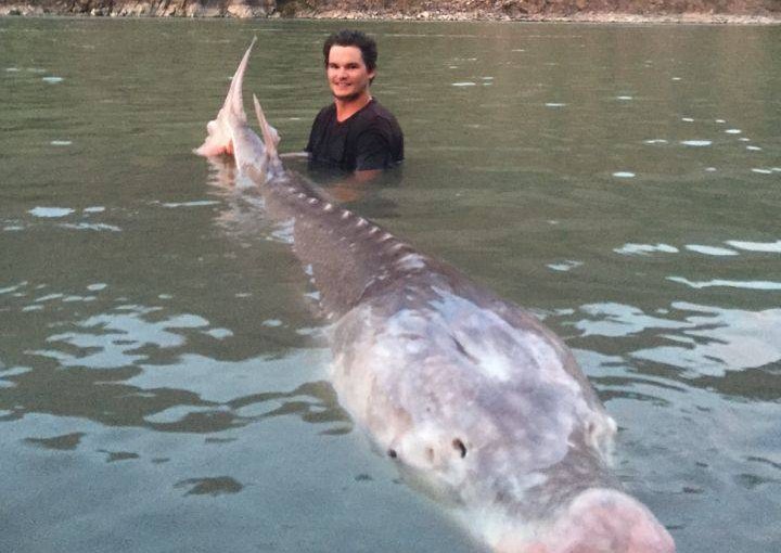 加拿大男孩捕獲80歲580斤重“豬鼻”鱘魚