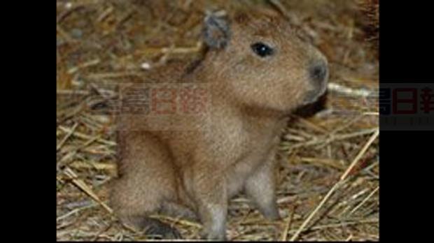 尋回越獄水豚 城市花納稅人1.5萬